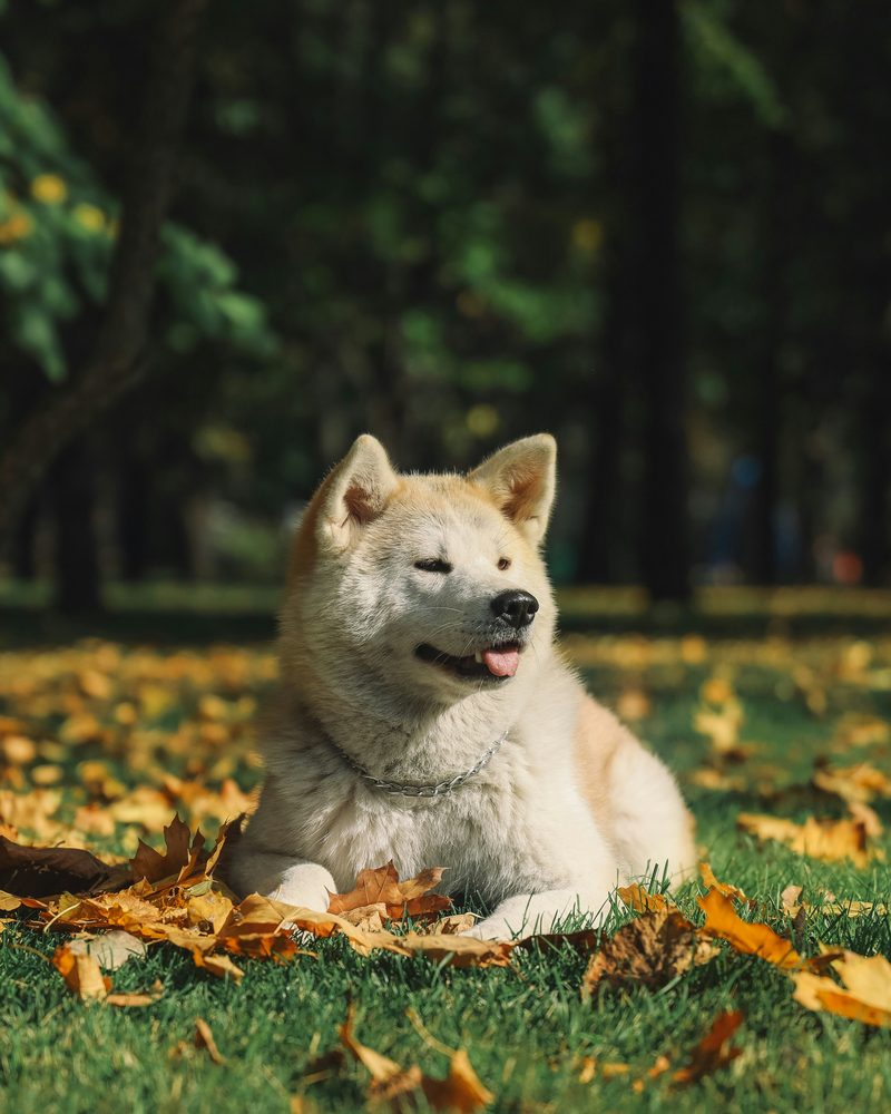 Akita Inu