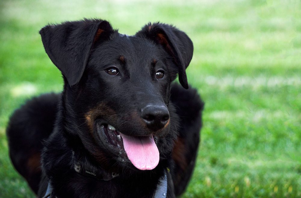 Berger de Beauce (Beauceron)