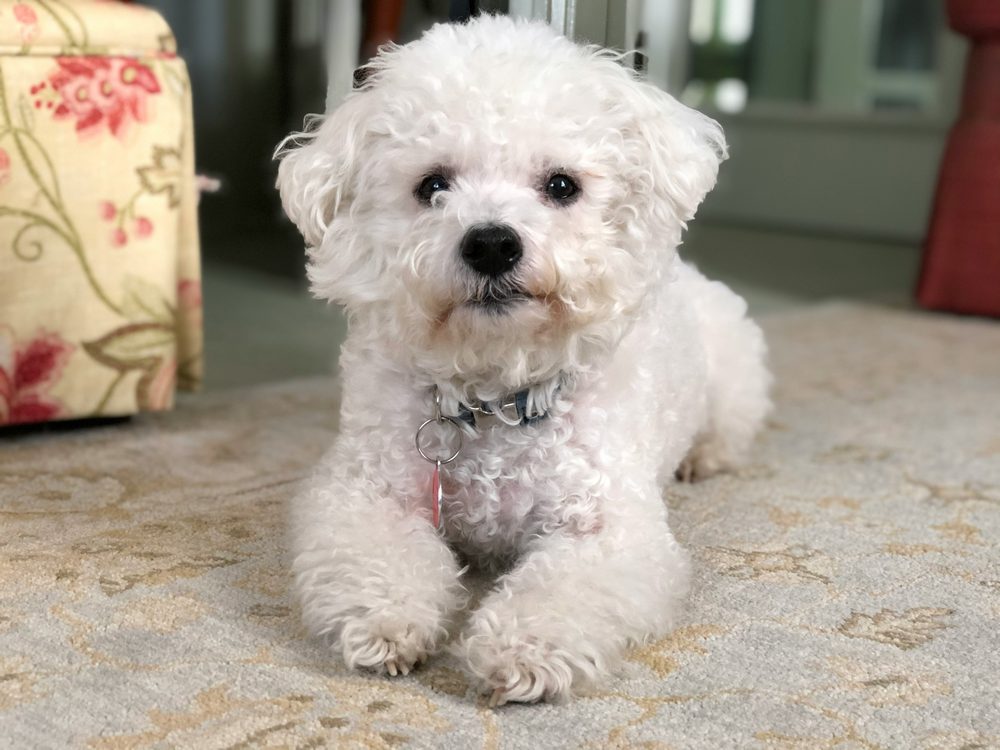 Bichon Frisé