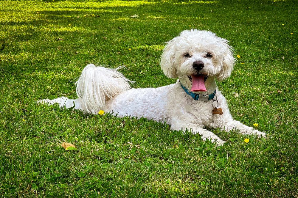 Bichon Maltais