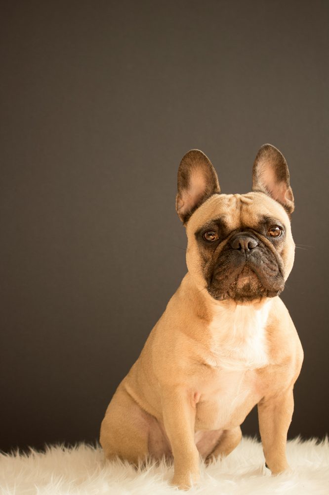 Bouledogue Français