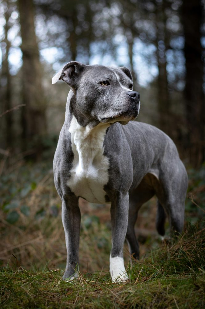Bull Terrier