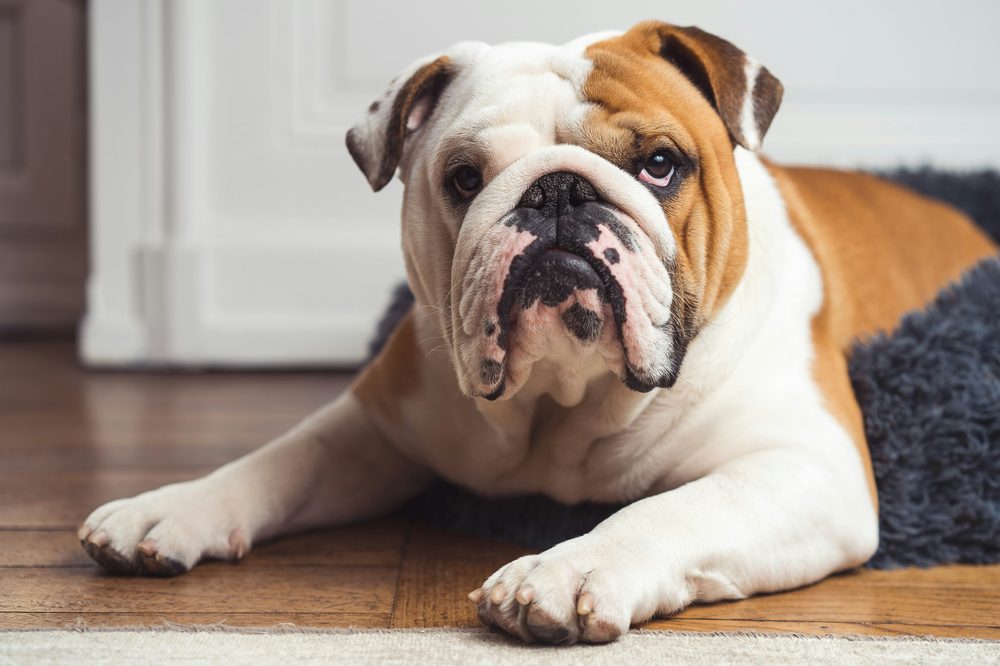 Bulldog Anglais