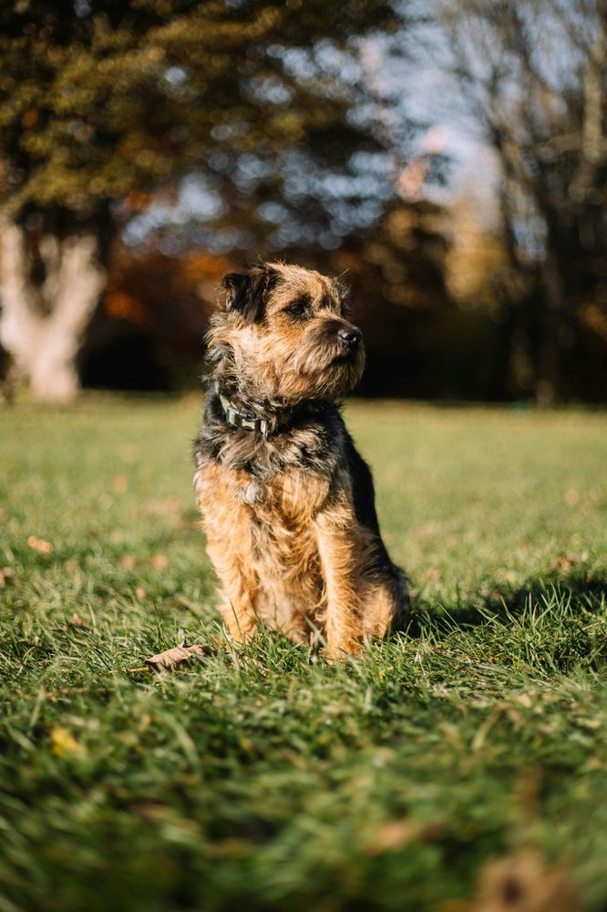 Cairn Terrier