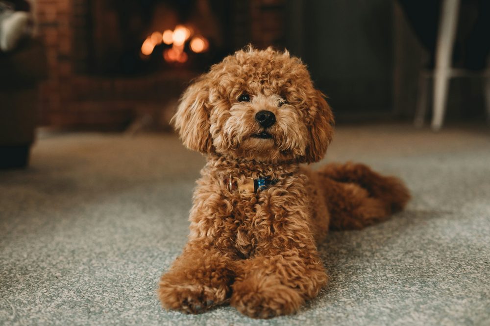 Caniche (Moyen/Toy)