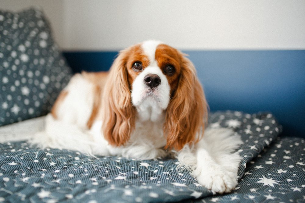 Cavalier King Charles