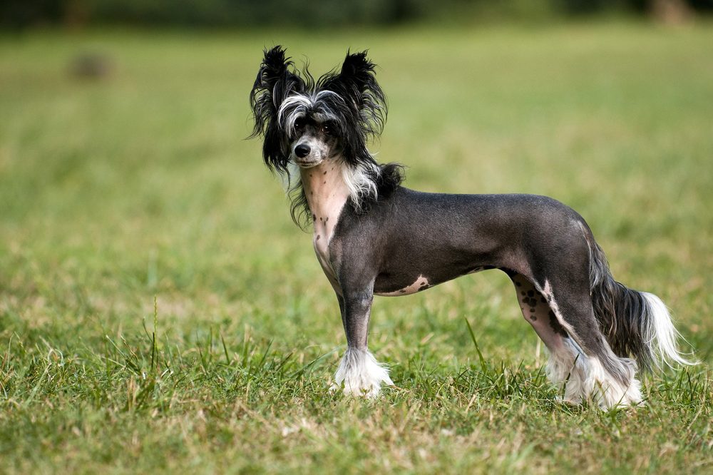 Chien Chinois à Crête