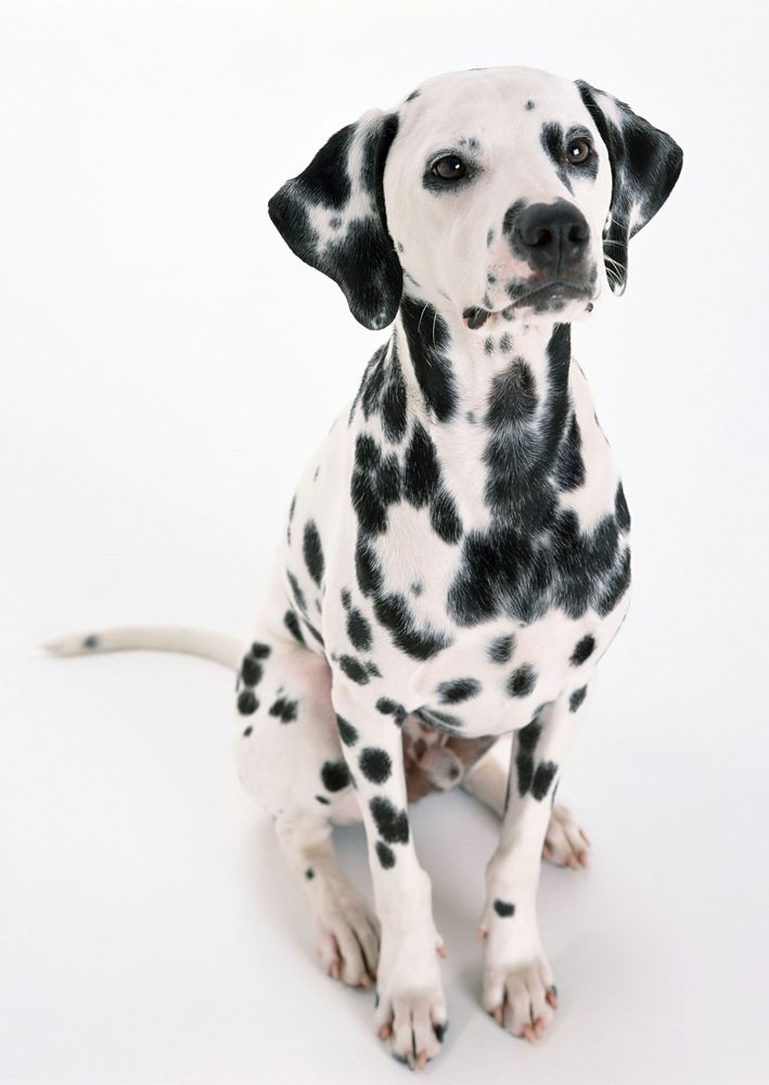 Dalmatien