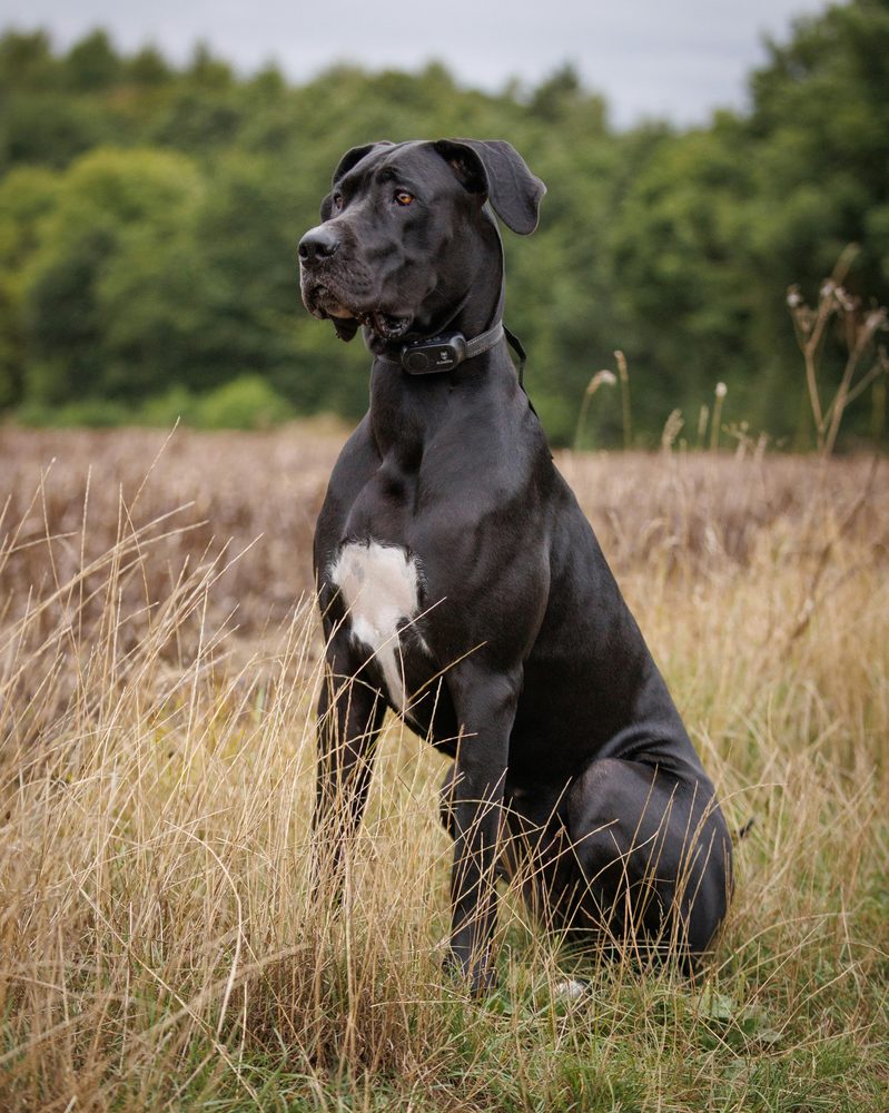 Dogue Allemand