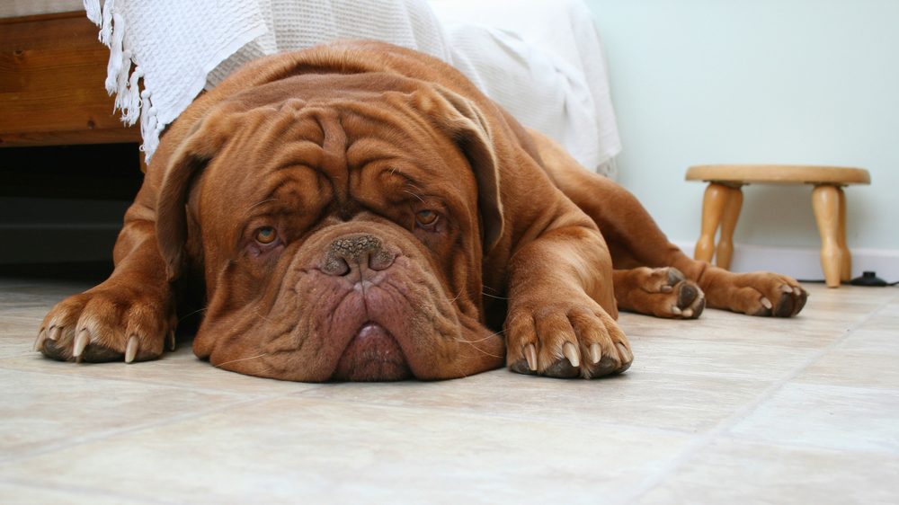 Dogue de Bordeaux