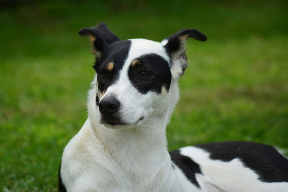 Fox Terrier