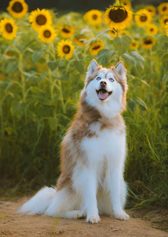 Husky Sibérien