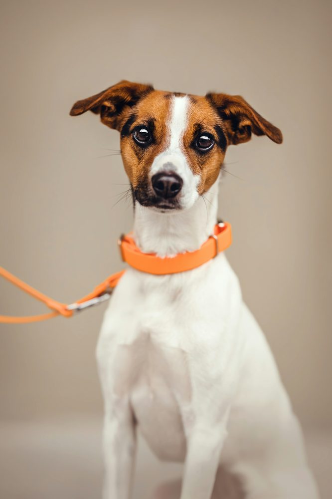 Jack Russell Terrier
