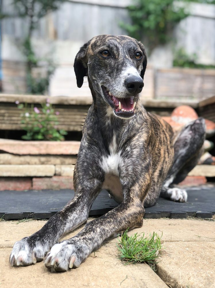 Lévrier (Greyhound)