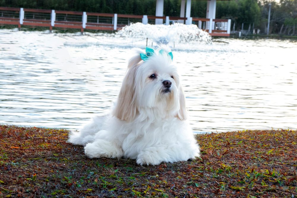 Lhassa Apso