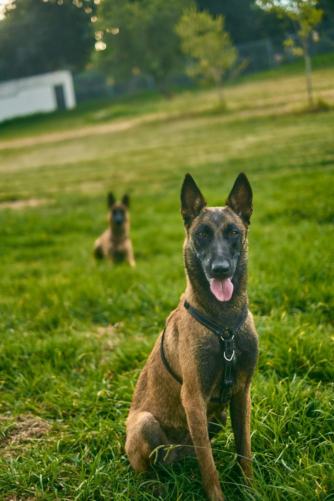 Berger Belge Malinois