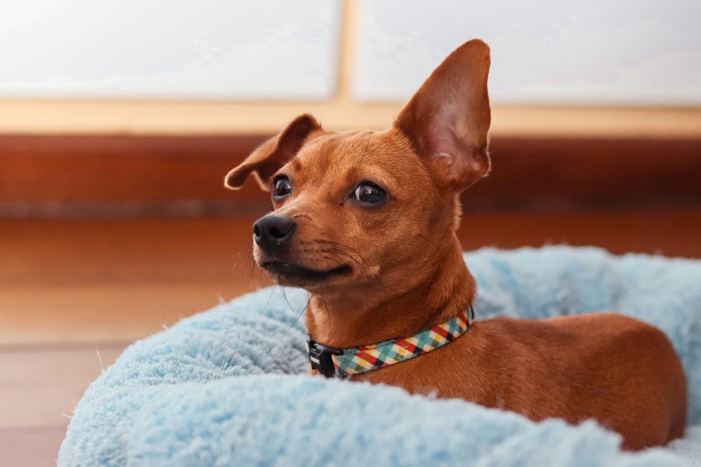 Pinscher Nain