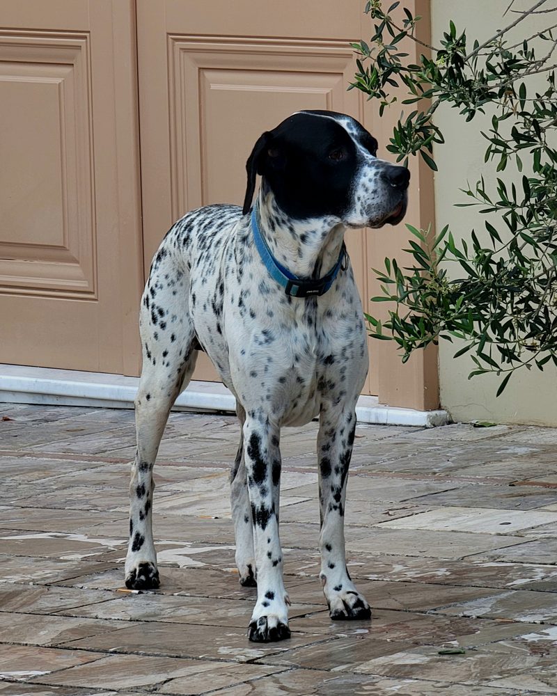 Pointer Anglais