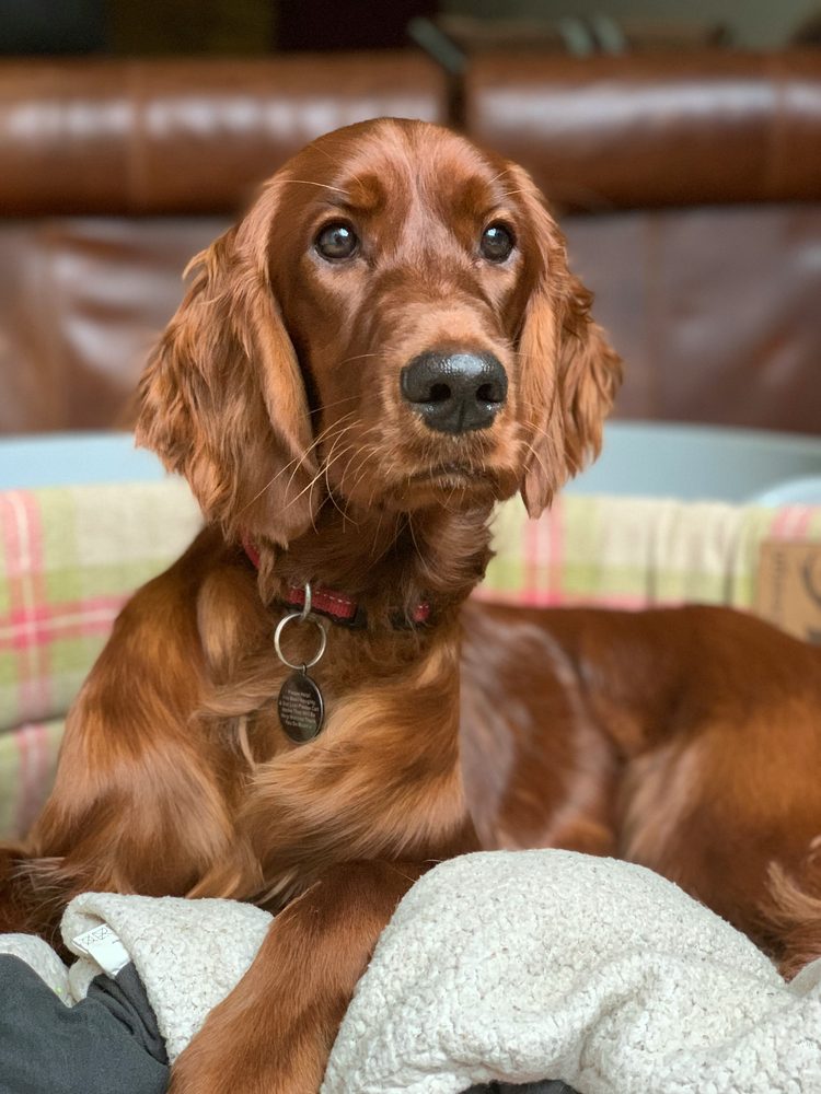 Setter Irlandais