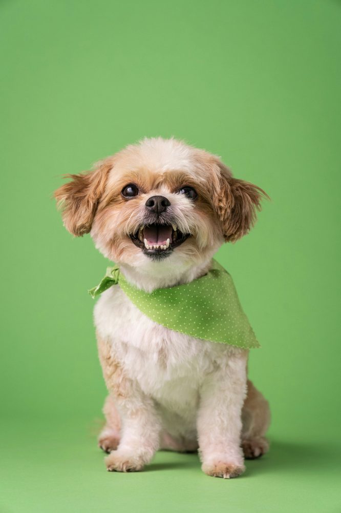 Shih Tzu