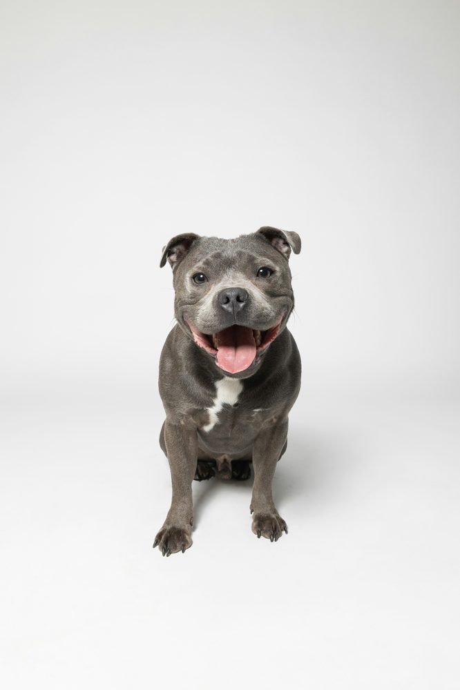 American Staffordshire Terrier