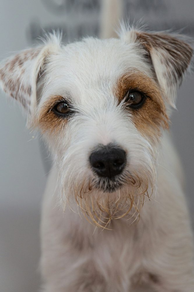 Terrier Tibétain
