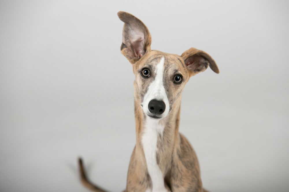 Whippet