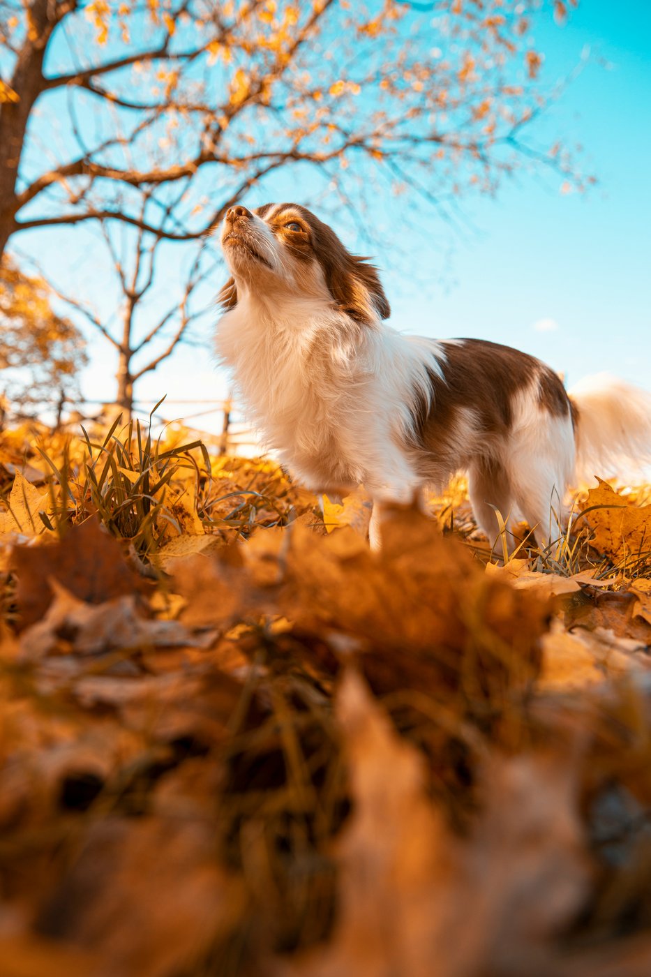 Chien en promenade dans les feuilles d'automne