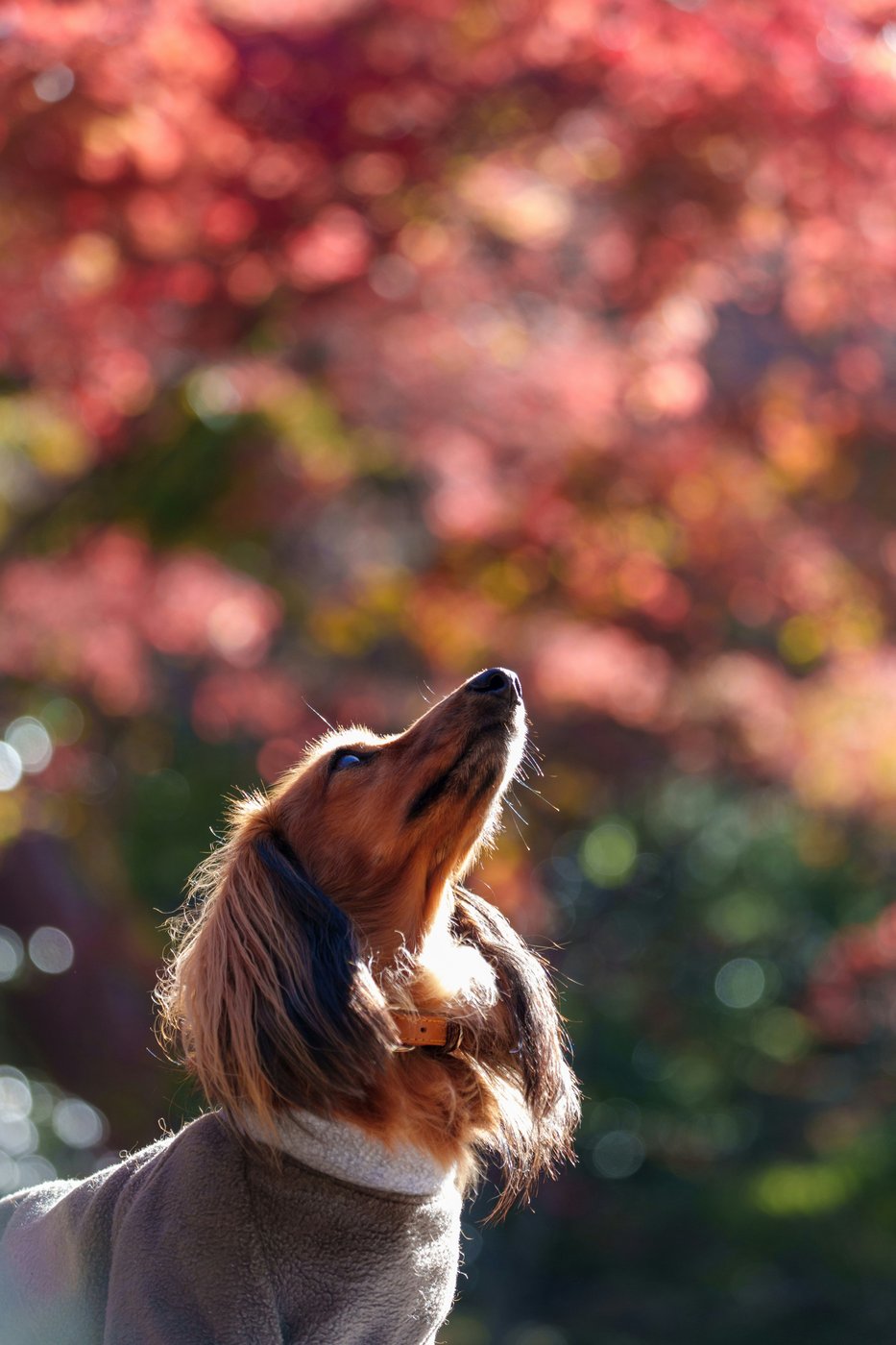 Chien au soleil dans un jardin automnal